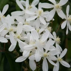 Clematis Armandi 'Snowdrift'