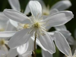Clematis Armandi 'Snowdrift' -plant store pl0000000865 card4 lg