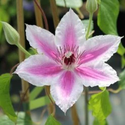 Clematis 'Carnaby'