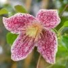 Clematis Cirrhosa Var. Purpurascens 'Freckles' -plant store pl0000000872