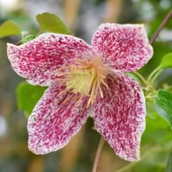 Clematis Cirrhosa Var. Purpurascens 'Freckles'