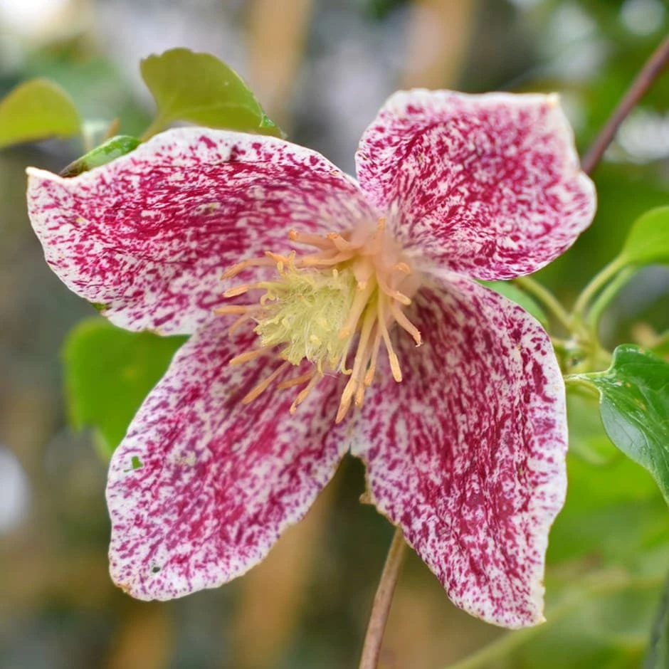 Clematis Cirrhosa Var. Purpurascens 'Freckles' 3 Clematis Cirrhosa Var. Purpurascens 'Freckles'