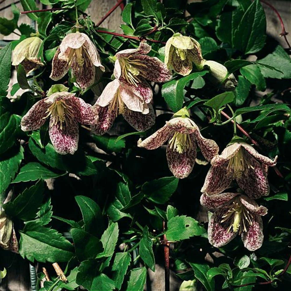 Clematis Cirrhosa Var. Purpurascens 'Freckles' 4 Clematis Cirrhosa Var. Purpurascens 'Freckles' - Image 2