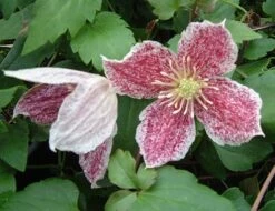 Clematis Cirrhosa Var. Purpurascens 'Freckles' 7 Clematis Cirrhosa Var. Purpurascens 'Freckles' -plant store pl0000000872 card3 lg