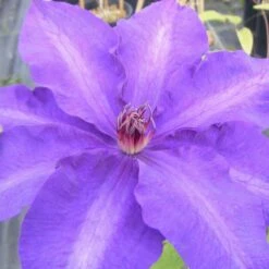 Clematis 'Daniel Deronda' -plant store pl0000000875 card2 lg