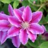 Clematis 'Doctor Ruppel' 1 Clematis 'Doctor Ruppel' -plant store pl0000000876