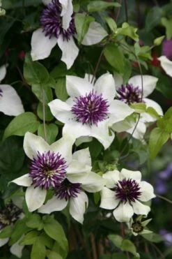 Clematis Florida Var. Florida 'Sieboldiana' 9 Clematis Florida Var. Florida 'Sieboldiana' -plant store pl0000000882 card2 lg