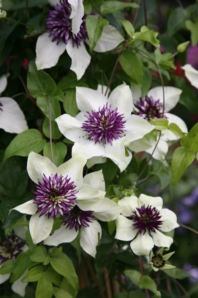 Clematis Florida Var. Florida 'Sieboldiana' 4 Clematis Florida Var. Florida 'Sieboldiana' - Image 2