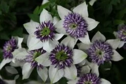 Clematis Florida Var. Florida 'Sieboldiana' 13 Clematis Florida Var. Florida 'Sieboldiana' -plant store pl0000000882 card6 lg