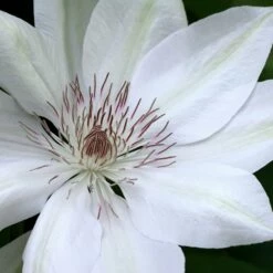 Clematis 'Henryi'