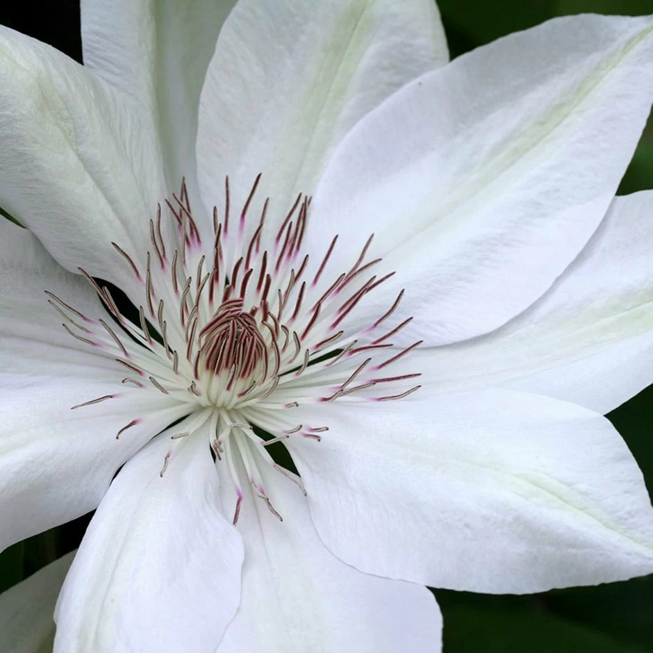 Clematis 'Henryi' 3 Clematis 'Henryi'