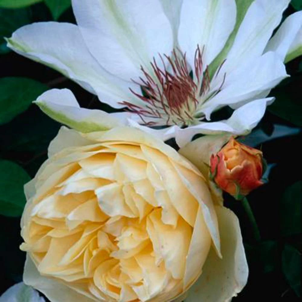 Clematis 'Henryi' 4 Clematis 'Henryi' - Image 2