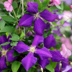 Clematis 'Jackmanii' 9 Clematis 'Jackmanii' -plant store pl0000000891 card4 lg