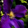 Clematis 'Jackmanii Superba' -plant store pl0000000892