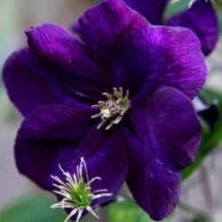 Clematis 'Jackmanii Superba' -plant store pl0000000892 card2 lg