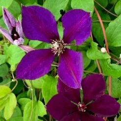 Clematis 'Jackmanii Superba' -plant store pl0000000892 card3 lg
