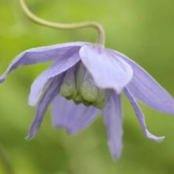 Clematis Macropetala 9 Clematis Macropetala -plant store pl0000000893 card4 lg