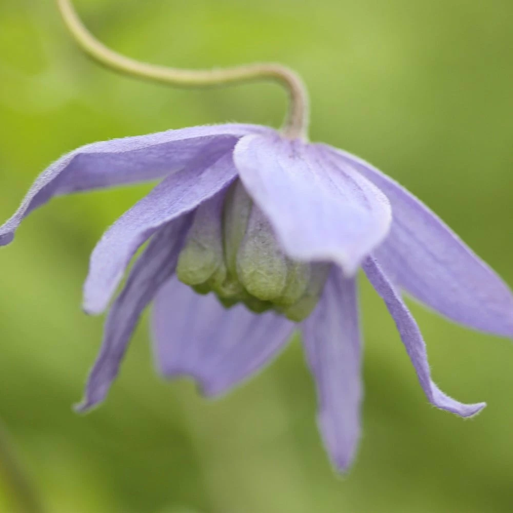 Clematis Macropetala 6 Clematis Macropetala - Image 4