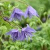 Clematis Macropetala 'Lagoon' -plant store pl0000000896