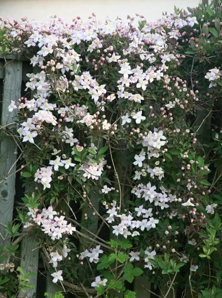 Clematis Montana Var. Rubens 'Pink Perfection' 4 Clematis Montana Var. Rubens 'Pink Perfection' - Image 2