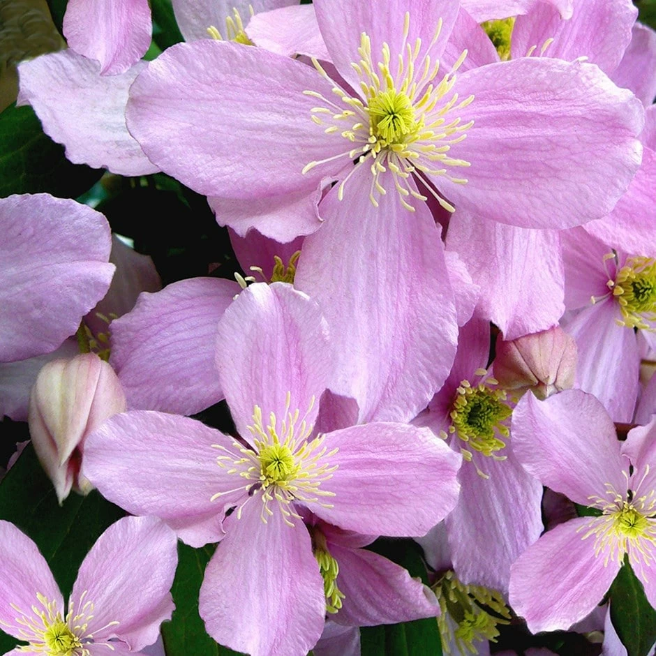 Clematis Montana Var. Rubens 'Tetrarose' 3 Clematis Montana Var. Rubens 'Tetrarose'