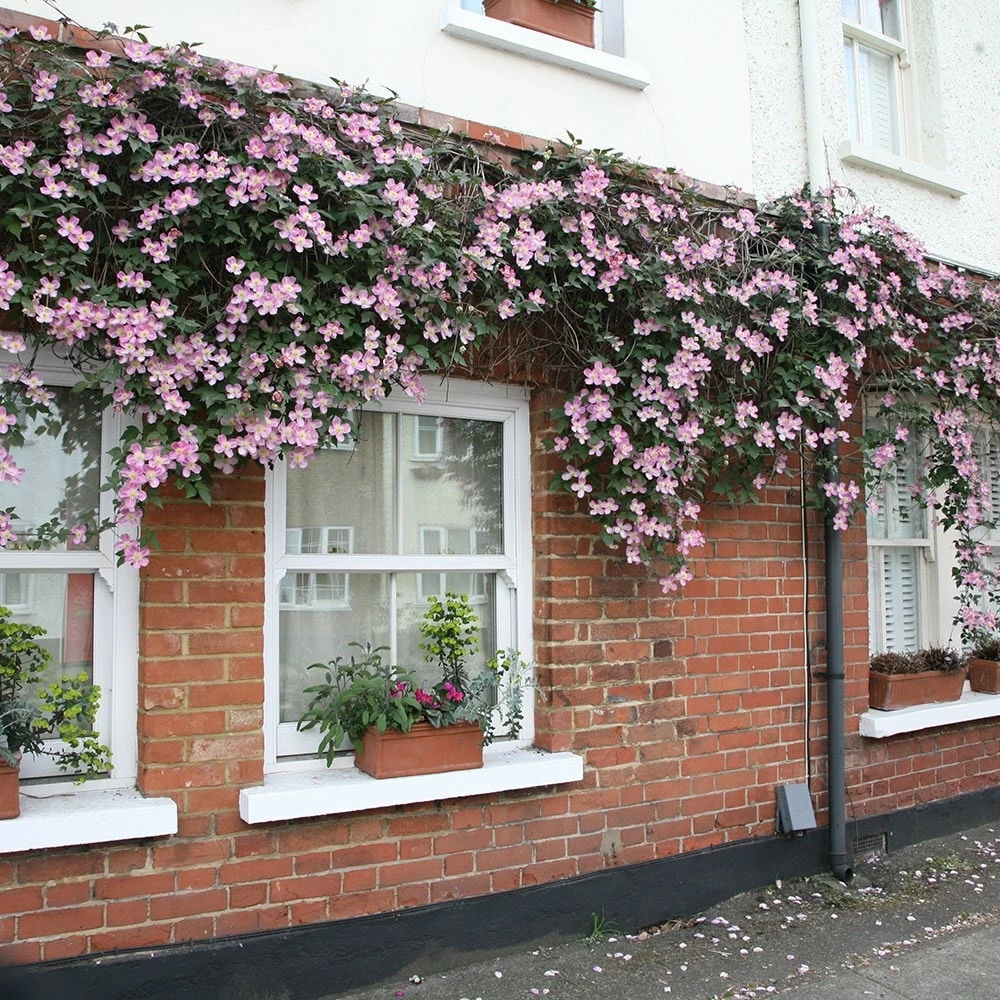 Clematis Montana Var. Rubens 'Tetrarose' 4 Clematis Montana Var. Rubens 'Tetrarose' - Image 2