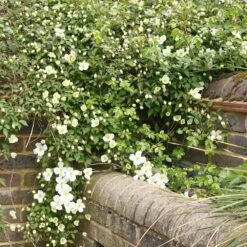 Clematis Montana Var. Grandiflora -plant store pl0000000905 card3 lg