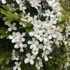 Clematis Montana Var. Grandiflora -plant store pl0000000905 card4 lg