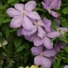 Clematis 'Mrs Cholmondeley' -plant store pl0000000908