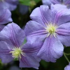 Clematis 'Perle D'Azur'