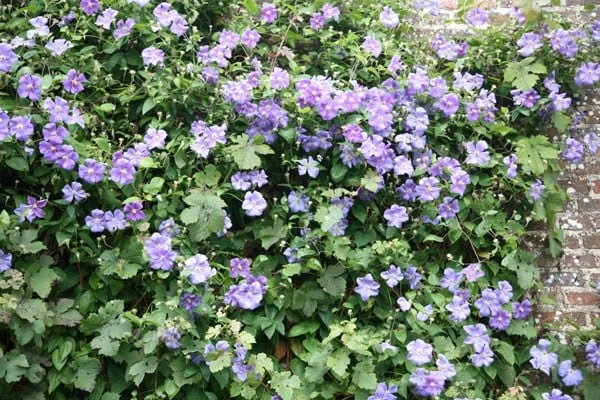 Clematis 'Perle D'Azur' 4 Clematis 'Perle D'Azur' - Image 2