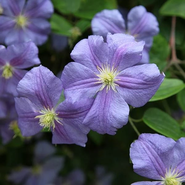 Clematis 'Perle D'Azur' 6 Clematis 'Perle D'Azur' - Image 4