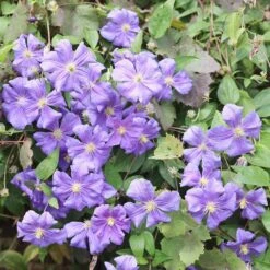 Clematis 'Perle D'Azur' 12 Clematis 'Perle D'Azur' -plant store pl0000000912 card5 lg