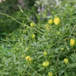 Clematis Tangutica 6 Clematis Tangutica -plant store pl0000000917 card2 lg