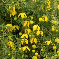 Clematis Tangutica 7 Clematis Tangutica -plant store pl0000000917 card3 lg