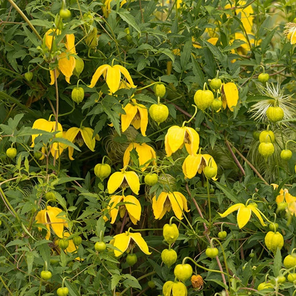 Clematis Tangutica 5 Clematis Tangutica - Image 3