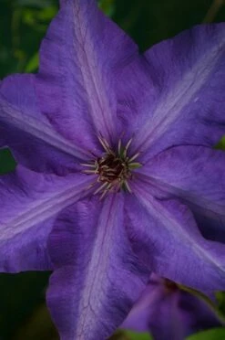 Clematis 'The President' -plant store pl0000000921 card3 lg