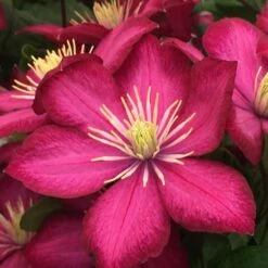 Clematis 'Ville De Lyon'
