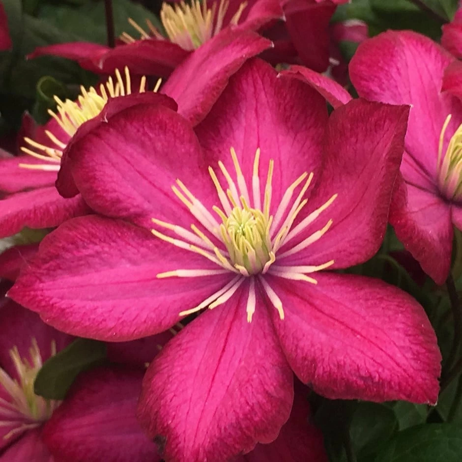 Clematis 'Ville De Lyon' 3 Clematis 'Ville De Lyon'