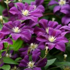 Clematis 'Étoile Violette' 9 Clematis 'Étoile Violette' -plant store pl0000000925 card4 lg