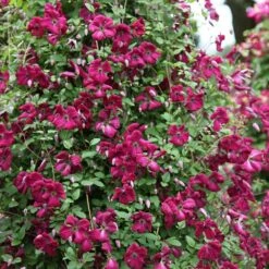 Clematis 'Kermesina' 7 Clematis 'Kermesina' -plant store pl0000000926 card2 lg