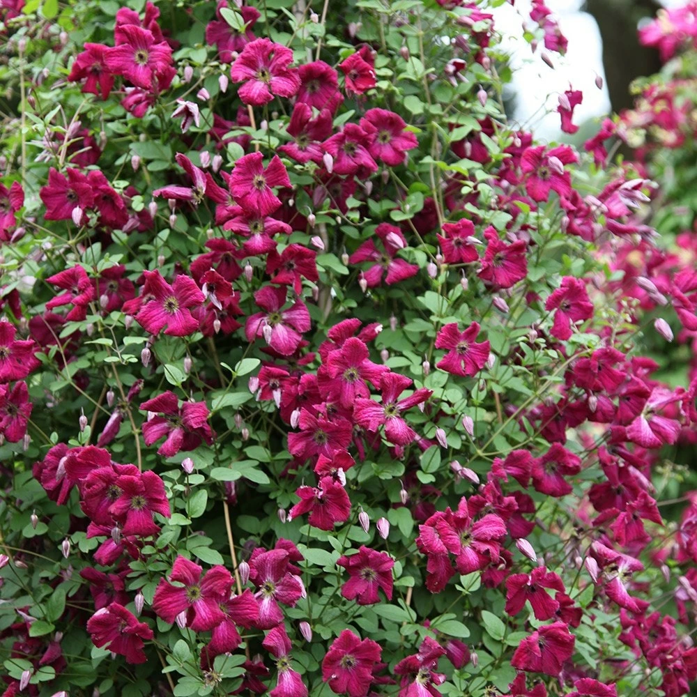 Clematis 'Kermesina' 4 Clematis 'Kermesina' - Image 2