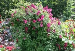 Clematis 'Kermesina' 9 Clematis 'Kermesina' -plant store pl0000000926 card4 lg