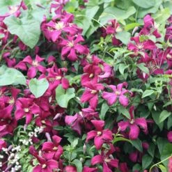 Clematis 'Madame Julia Correvon' -plant store pl0000000927 card3 lg
