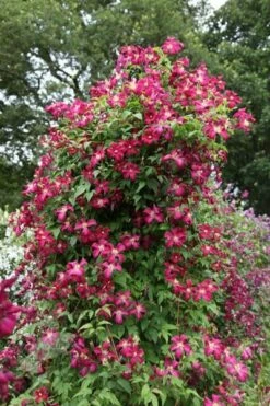 Clematis 'Madame Julia Correvon' -plant store pl0000000927 card4 lg