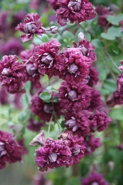 Clematis 'Purpurea Plena Elegans' 5 Clematis 'Purpurea Plena Elegans' - Image 3