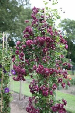 Clematis 'Purpurea Plena Elegans' 10 Clematis 'Purpurea Plena Elegans' -plant store pl0000000928 card4 lg