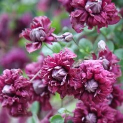 Clematis 'Purpurea Plena Elegans' 11 Clematis 'Purpurea Plena Elegans' -plant store pl0000000928 card5 lg