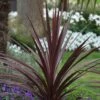 Cordyline Australis 'Red Star' 1 Cordyline Australis 'Red Star' -plant store pl0000000945