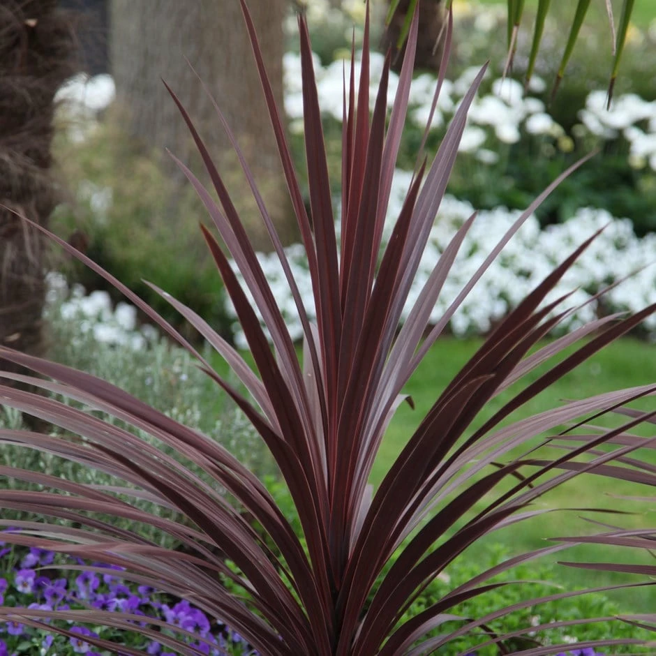 Cordyline Australis 'Red Star' 3 Cordyline Australis 'Red Star'